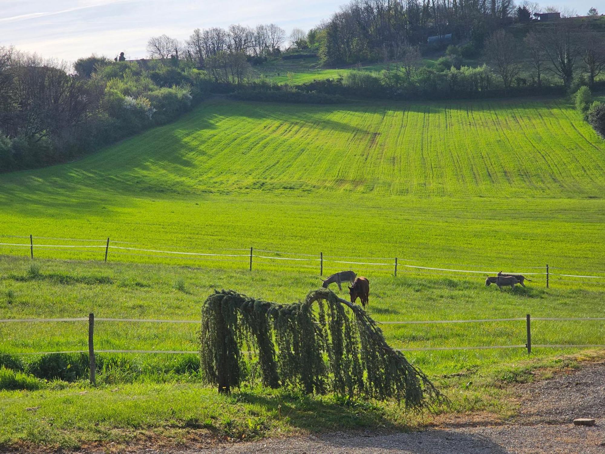 Domaine De Massoulac Molières Buitenkant foto