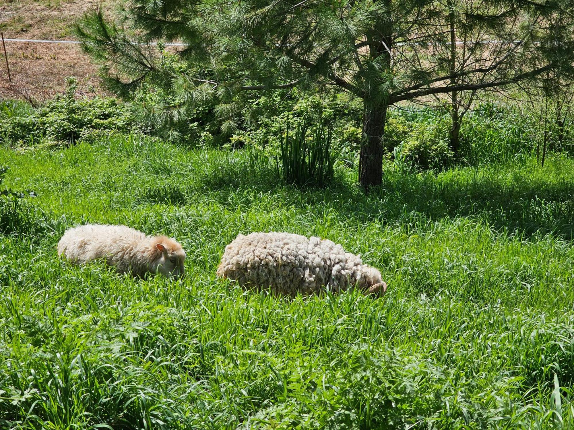 Domaine De Massoulac Molières Buitenkant foto